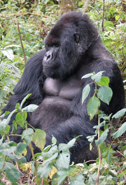 A photo of a mountain gorilla in the wild.