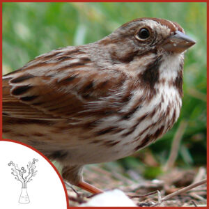 A color picture of a song sparrow sitting in the grass. The podcast logo is on the lower left.