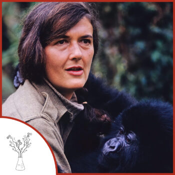 Dian Fossey with a baby gorilla.
