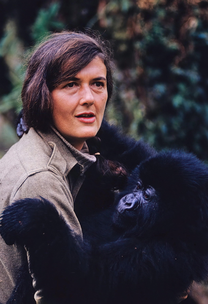 Dian Fossey with a baby gorilla.